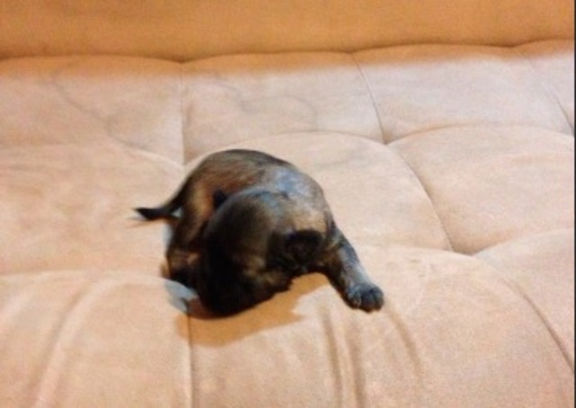 Birth of my dog Dulce Menta