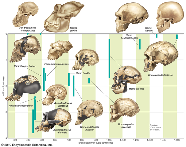 Evolución de los Homínidos