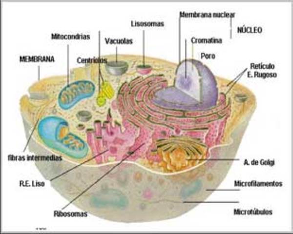 Segunda célula (1.400M)