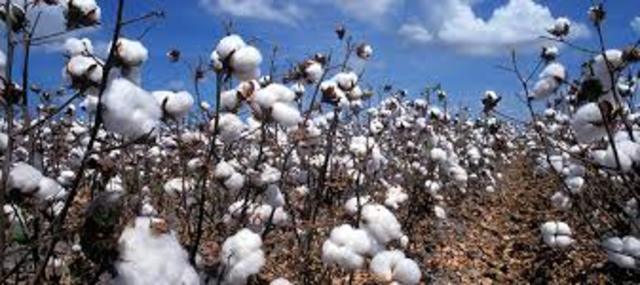 Invention of the Cotton Gin