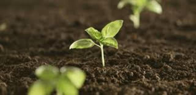 Went to the APS Regional Science Fair