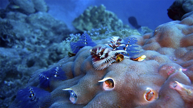 Fauna ediacárica (570M)