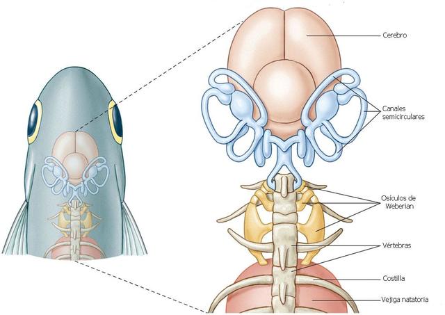 Primeros peces (425M)
