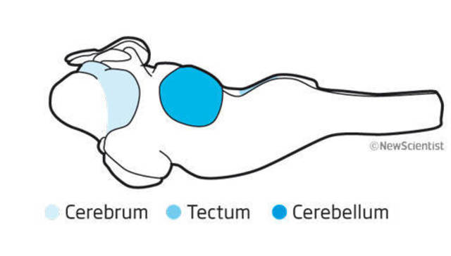 Primeros anfibios terrestres (395M)