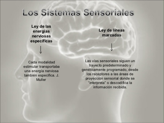 Primera "Teoría Reticular"