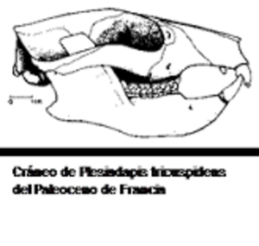 Primeros primates - Plesiadapis (60M)