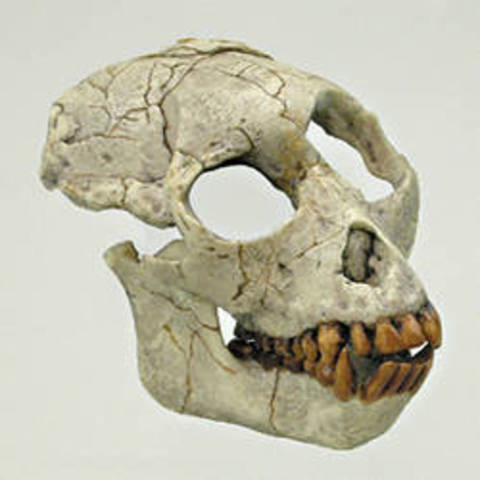 Primates - Proconsul (23M)