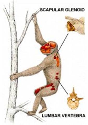 Primates - Morotopithecus