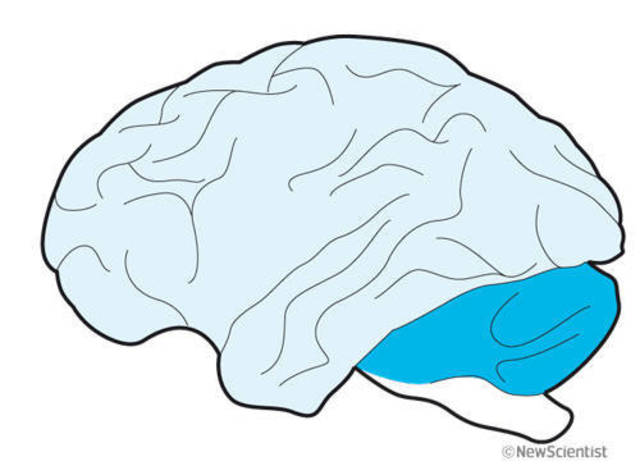 De primates a homínidos (7M)