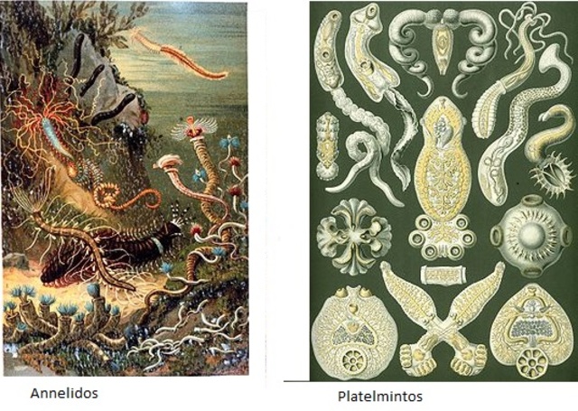 Platelimentos y annelidos