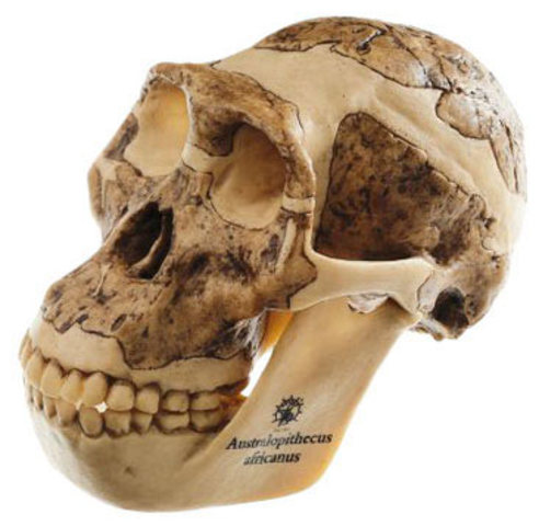Australopithecus