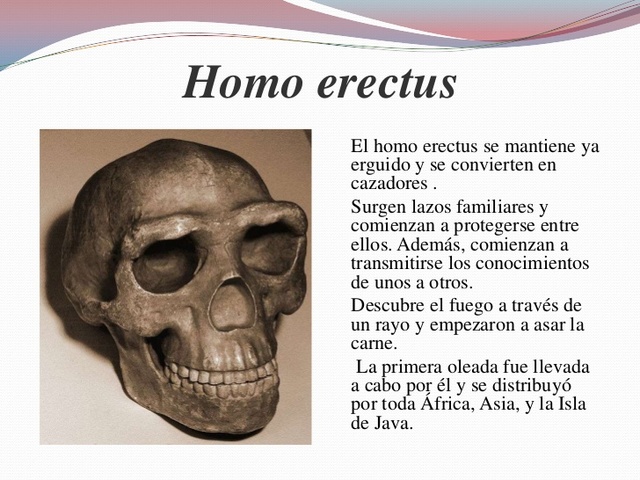 Homo erectus