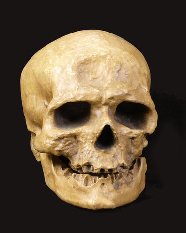 Homo sapiens sapiens