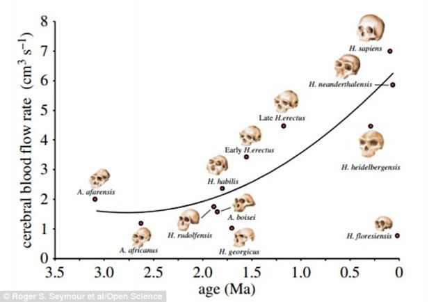 Cráneos antiguos hasta el actual