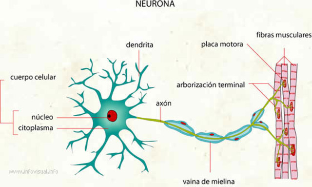 Fisiología de la Neurona