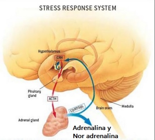 Ulf Von Euler (1905-1983) y Julius Axelrod (1912-2004)