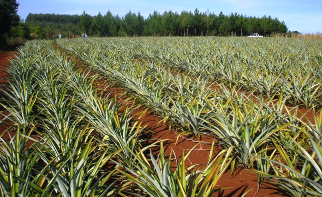 Se inicia el Proyecto de Desarrollo Rural de las provincias del Noroeste Argentino (PRODERNEA)