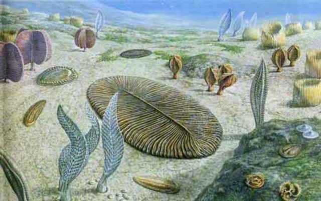 Fauna de Edicara- 600M