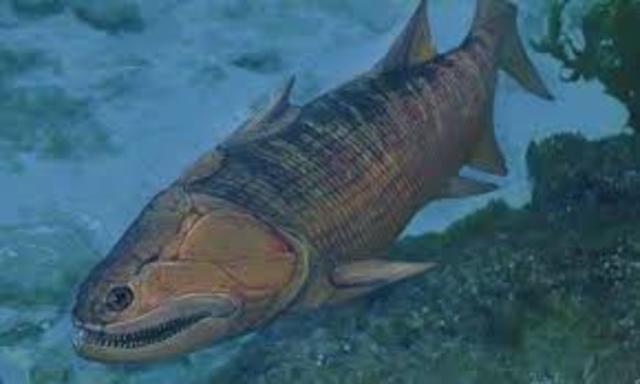 Primeros peces- 425M