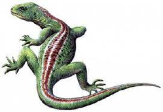 Primeros reptiles-310M