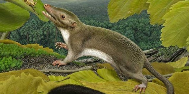 Primeros mamíferos- 65M