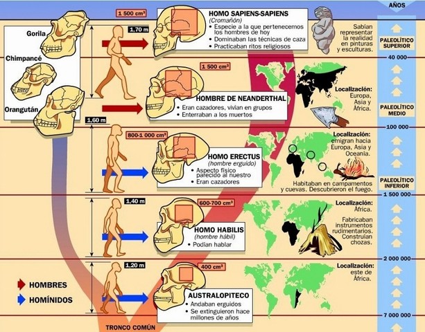 Evolución Hominidos