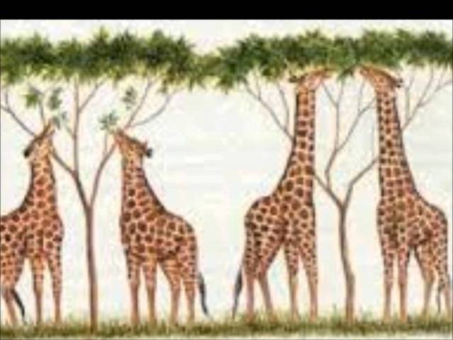 Tylor realiza investigación