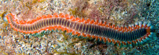 Millones de años Organización nerviosa