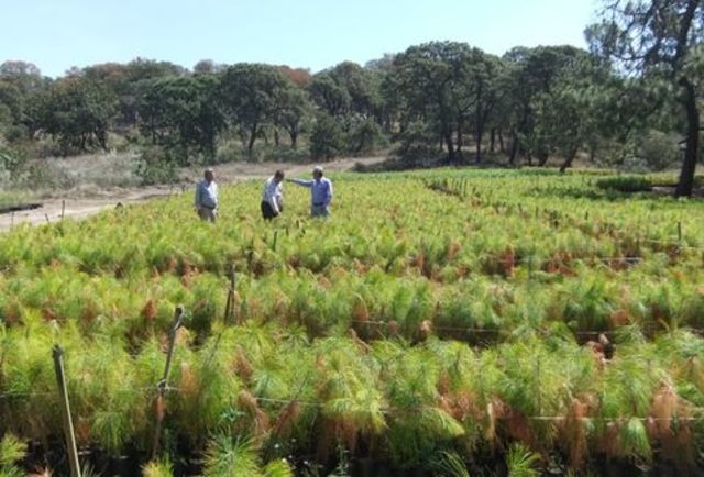 Componente privado del ejido