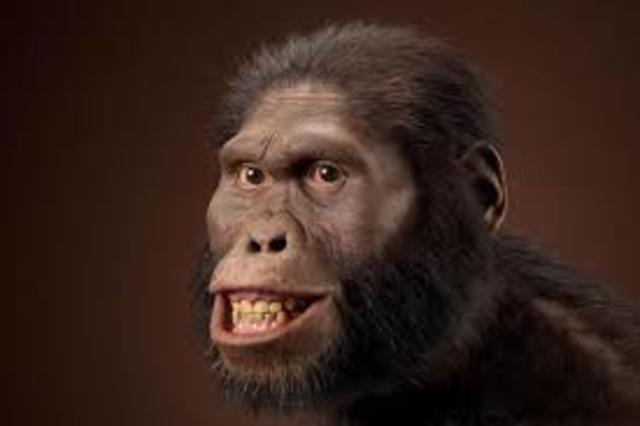 Australopithecus