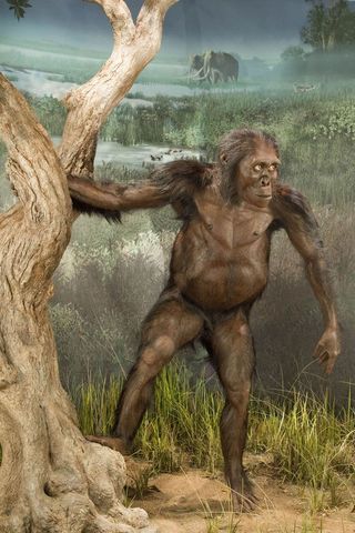 Australopithecus afarensis