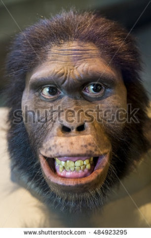 AUSTRALOPITHECUS