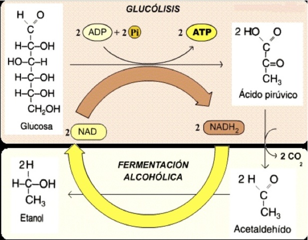 Fermentación alcohólica