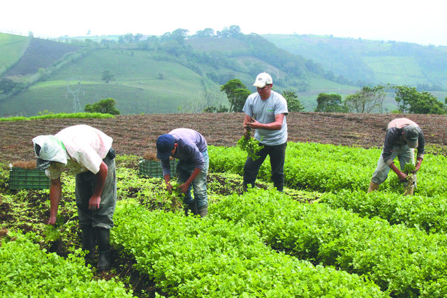 Se comienza a promocionar el desarrollo y la diversificación de actividades secundarias en el sector agropecuario.