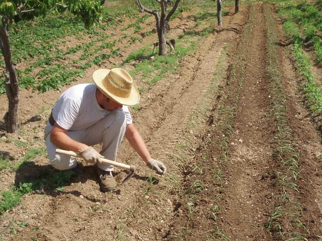 Programa Social Agropecuario (PSA).