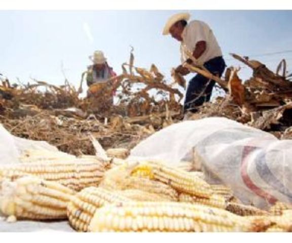 Proyecto de Desarrollo de Pequeños Productores Agropecuarios.