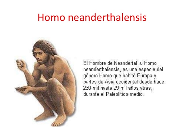 HOMO  NEANDERTHAL