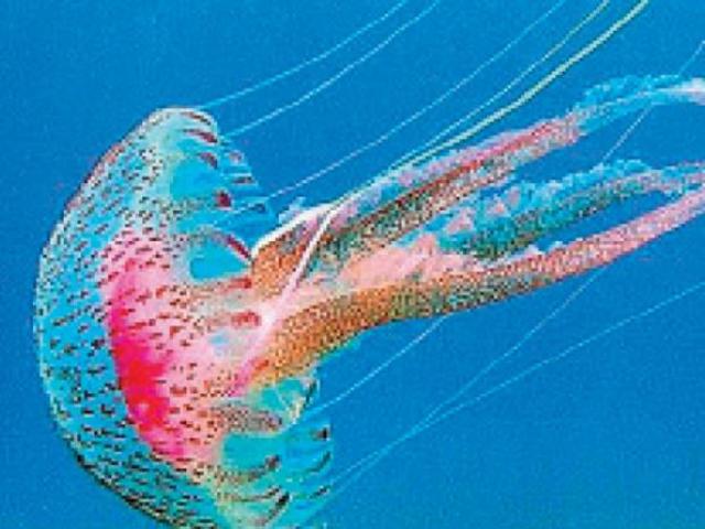 Aparición de neuronas