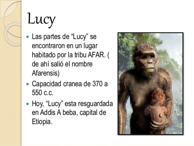 AFARENSIS LUCY