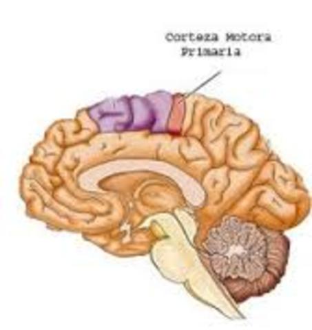 Gustav Fritsch (1838-1927) y Edward Hitzing (1838-1907)