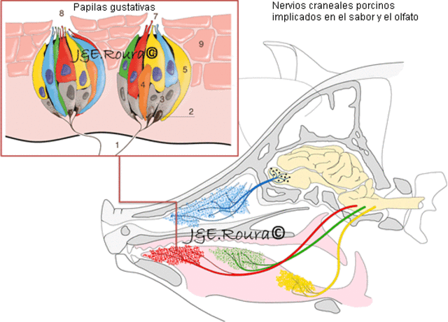 El surgimiento del sistema nervioso