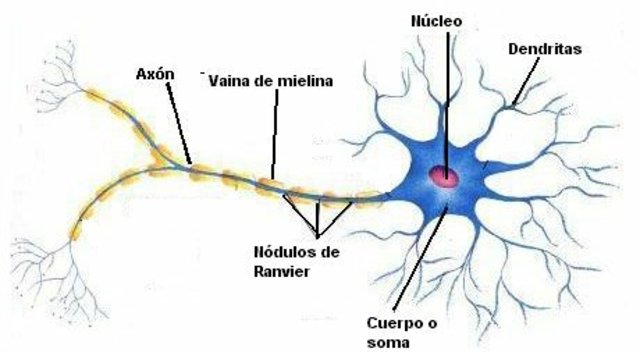 Los primeros sistemas nervioso