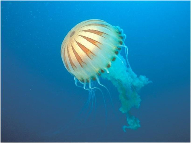 Organizaciones nerviosas