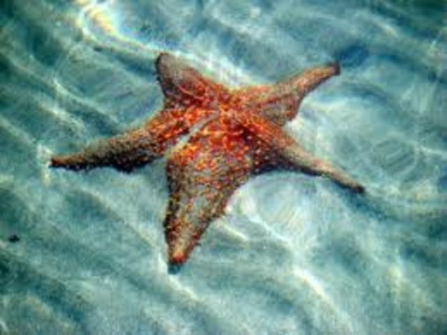 El surgimiento del sistema nervioso