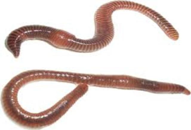 El surgimiento de la primera agrupación neuronal.