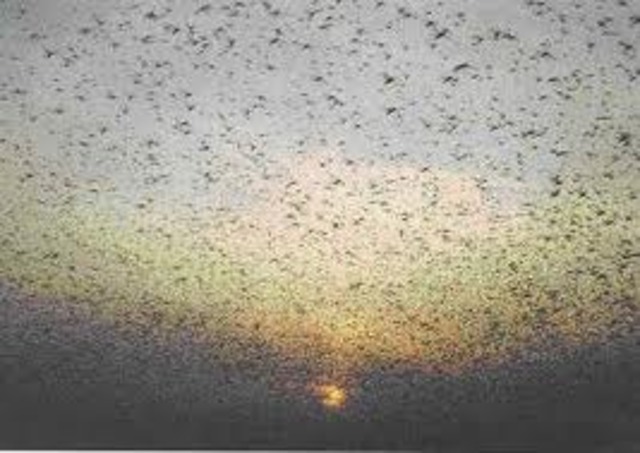 Locust Plague