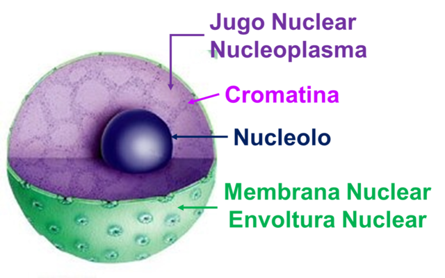 Núcleo celular