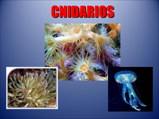 Primer sistema nervioso