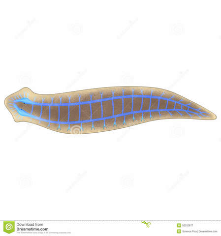 AGRUPACIÓN DE NEURONAS