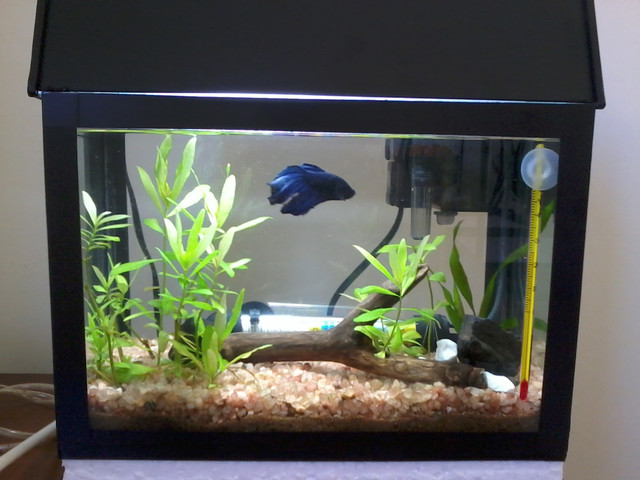 Chegando a nova casa!!!!